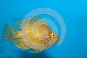 White Parrot or US Parrot Cichlid in Aquarium