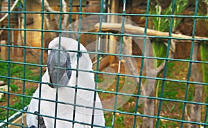 Bianco pappagallo giardino zoologico 