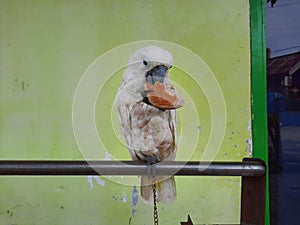 white parrots are eating bread