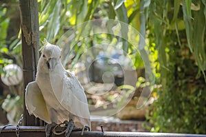 White parrots reared in the garden at home outdoors