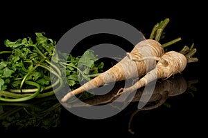 White parsley root isolated on black glass