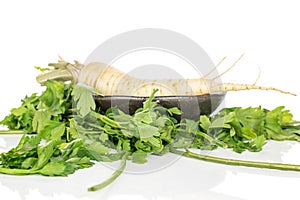 White parsley root isolated on white