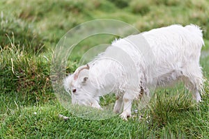 White pashmina goat photo