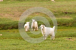 White pashmina goats