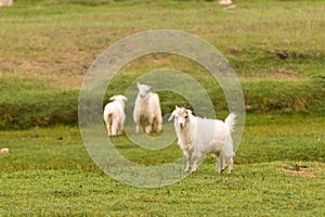 White pashmina goats photo