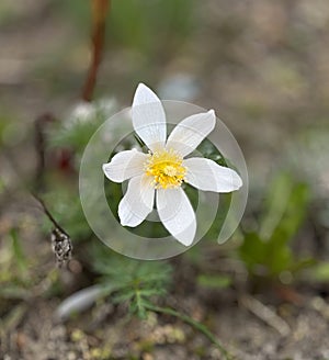 White pasqueflower, protected plant.