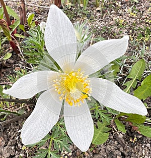 White pasqueflower, protected plant.