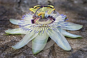 White Passiflora flower - Passionflower