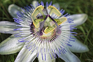 White Passiflora flower - Passionflower