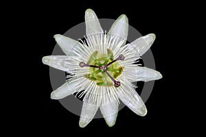 White Passion Flower