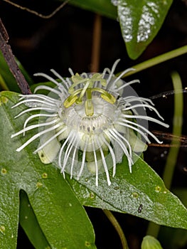 White Passion flower