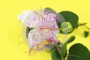 White passion flower with pink stamens