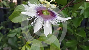 White passion fruit flower petals blooming in the afternoon