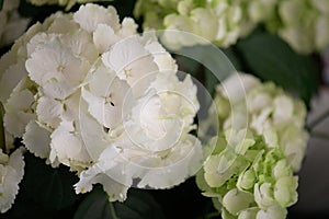 Beautiful flower of white Hortensia or Ortensia clouse up, floral background photo