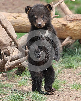 White Patched Black Bear Cub