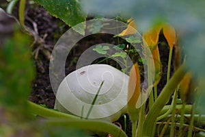 White patison grows among vegetables in the garden