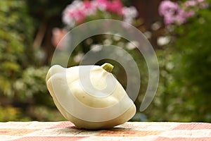 White patisson bush pumpkin close up photo on green vegetable garden background