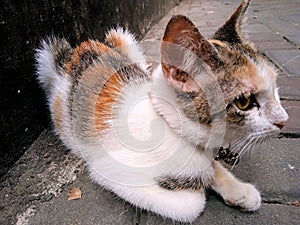 white patterned cat is relaxing.