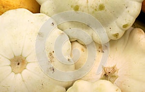 White patty pan squash, Cucurbita pepo