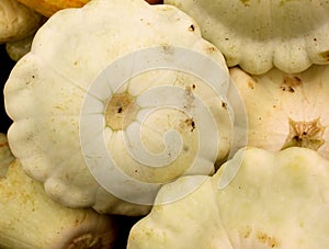 White patty pan squash, Cucurbita pepo