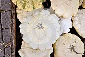 White Pattypan Moonbeam summer squash with round and shallow shape