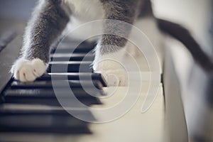 White paws of a cat on synthesizer keys.