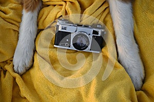 White paws of a dog on a yellow plaid with a retro photo camera. Vintage camera and Australian Shepherd professional