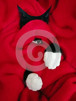 white paws on a red background. black and white cat covered with a warm knitted cloth. the cat is warming