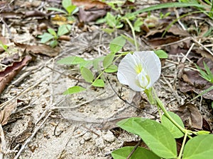 A white pea with its green leaves on the ground