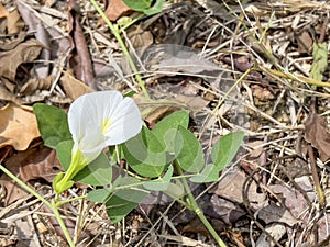 A white pea with its green leaves on the ground