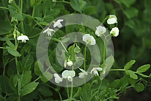 White pea leaves are blooming in the vegetable field.