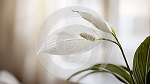 White Peace Lily Close Up