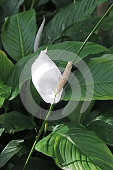 White peace lily flower