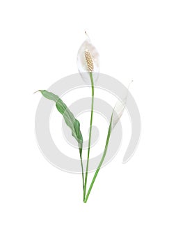 White peace lily flower blooming or spathiphyllum cannaefolium bud and green leaf isolated on white background