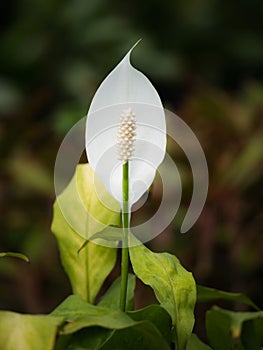 White Peace Lily Flower Blooming