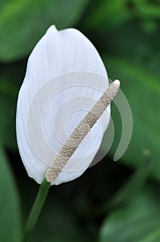 White Peace Lily Flower with green leaves