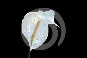 White Peace Lily Flower Isolated on Black