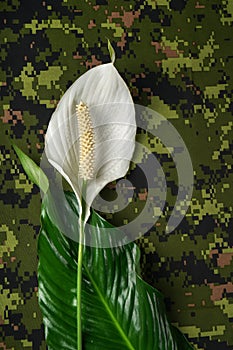 White peace lily flower representing peace on a military camouflage pattern background