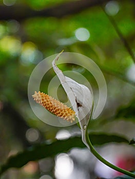 a white peace lily flower and it\' seeds part