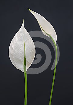 White Peace Lily Flower - Spathiphyllum