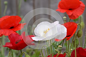 White Peace Poppy in Crimson Field 01