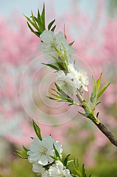 White peach blossom