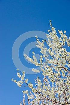 White Peach blossom flower with clear blue sky background.