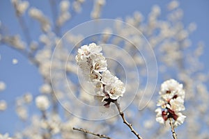 White peach blossoms and blue sky 1