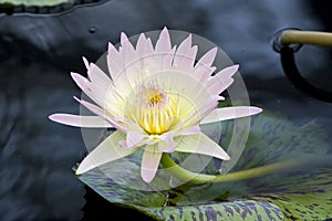 A white peach water lily blooming above the waterline photo