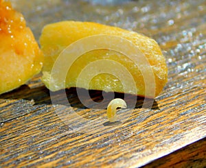 White peach worm walking on the table photo