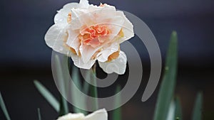 White and peachy pink Daffodil Replete Flower