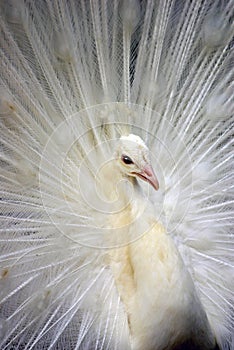 White Peacock 1