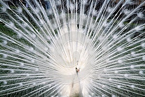 White peacock