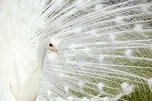 White Peacock.